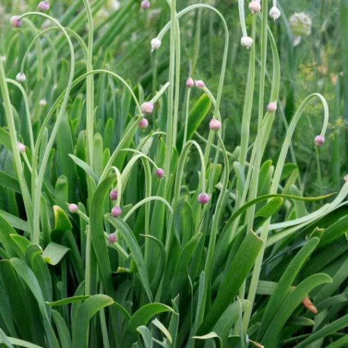 Pažítka sibírska – Allium nutans L. / živá bylinka, rastlinka v kvetináči
